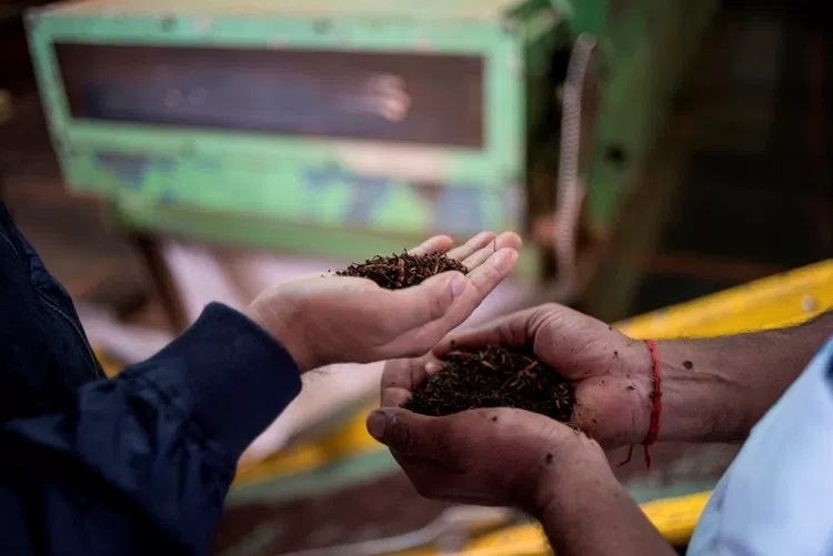 The Rise of the Tea Industry in Western Cultures