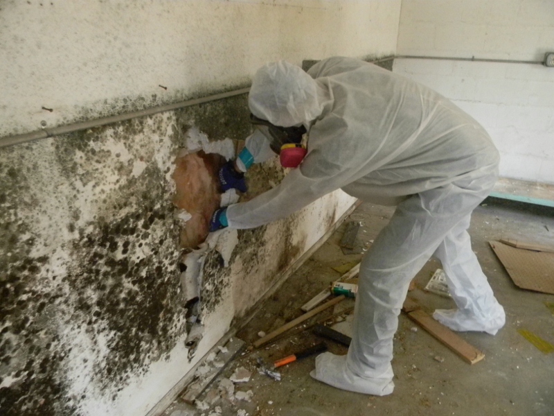 Things to Know Before Hiring Mold Remediation Services Dallas Texas